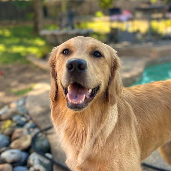 Meet your Posher, Corinna - Picture 1 of 1